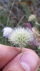 Pycnocomon intermedium