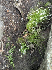 Houstonia caerulea
