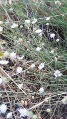 Pycnocomon intermedium