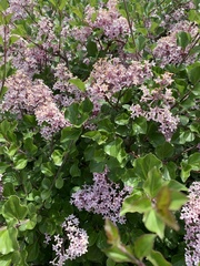 Syringa meyeri