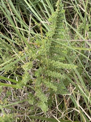 Syncolostemon rotundifolius