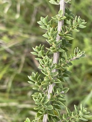 Syncolostemon rotundifolius