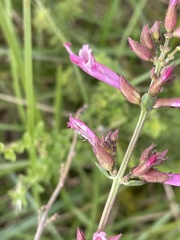 Syncolostemon rotundifolius