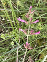 Syncolostemon rotundifolius