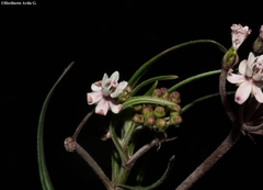 Asclepias angustifolia
