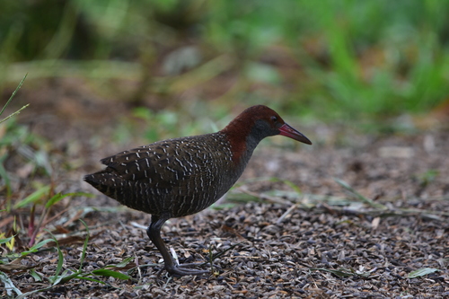 Slaty-breasted Rail (Lewinia striata), photo 3