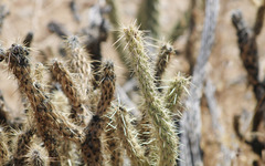Cylindropuntia ganderi