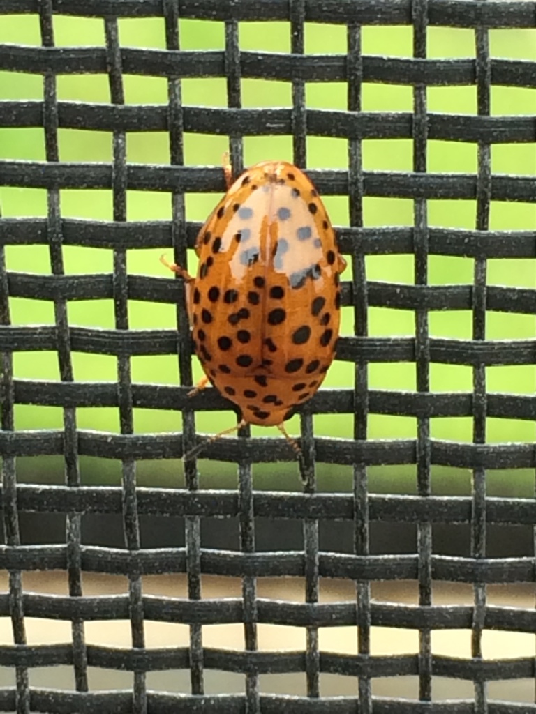 Mycotretus tigrinus
