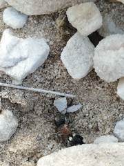 Ronisia