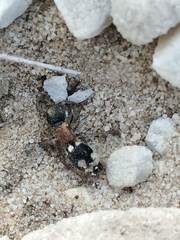 Ronisia