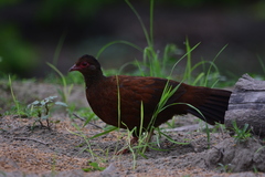 Galloperdix spadicea