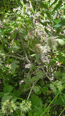 Hydrophyllum macrophyllum