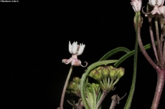Asclepias angustifolia