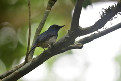 Cyornis pallidipes