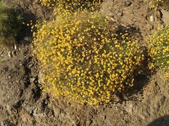 Genista umbellata