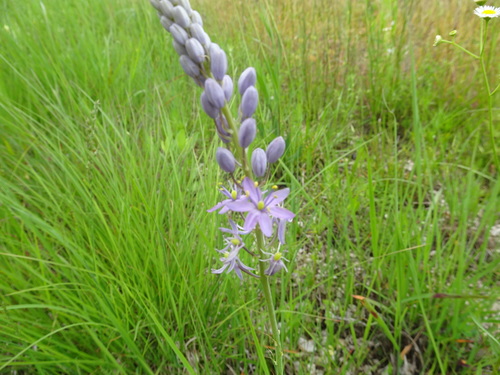 Image of Camassia angusta by (c) Thomas Koffel, some rights reserved (CC BY)