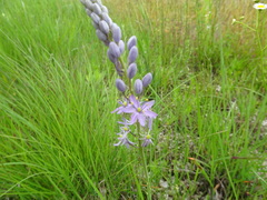Camassia angusta