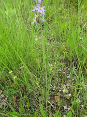 Camassia angusta