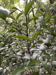 Buxus natalensis