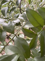 Buxus natalensis