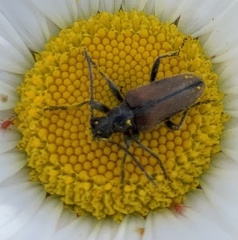 Rhagiini