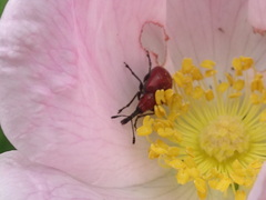 Merhynchites bicolor