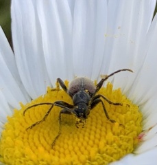 Rhagiini