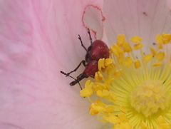 Merhynchites bicolor