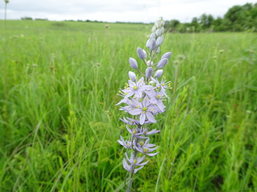 Image of Camassia angusta by (c) Thomas Koffel, some rights reserved (CC BY)