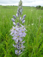 Camassia angusta