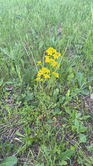 Barbarea vulgaris