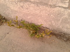 Lepidium bipinnatifidum