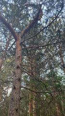 Pinus sylvestris
