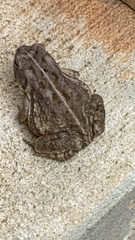 Anaxyrus fowleri