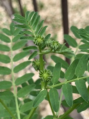 Securigera varia