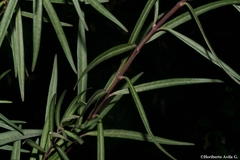 Asclepias angustifolia