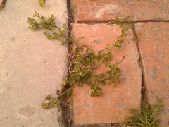 Lepidium bipinnatifidum