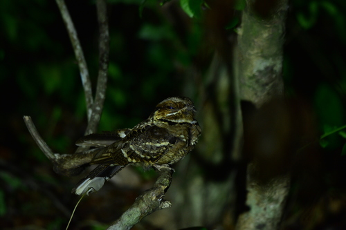 Jerdon's Nightjar (Caprimulgus atripennis), photo 5