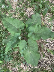 Arctium
