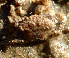 Lophopanopeus