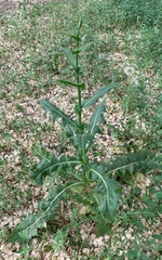 Cichorium intybus