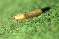 Sciota fumella