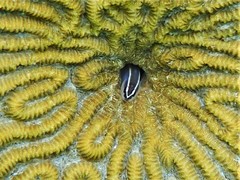Elacatinus prochilos