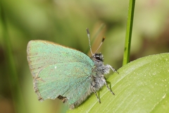 Callophrys rubi