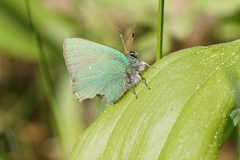 Callophrys rubi