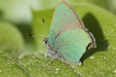 Callophrys rubi