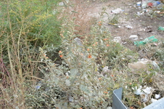 Sphaeralcea cordobensis
