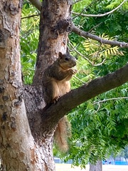 Sciurus niger