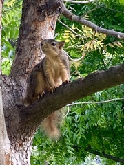 Sciurus niger
