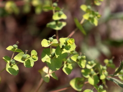 Euphorbia valerianifolia